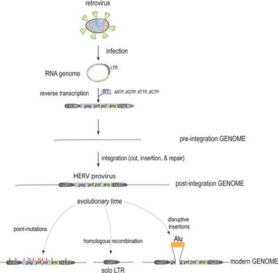 How Retroviruses and Retrotransposons in Our Genome May Contribute to Autoimmunity in Rheumatological Conditions